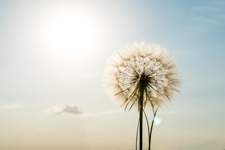 Big dandelion against the skyの写真素材