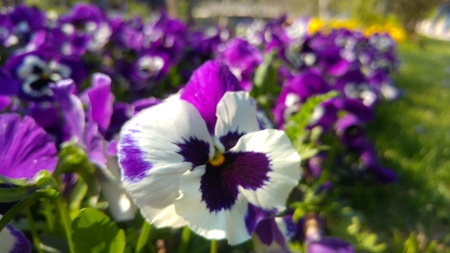 Purple and whiteの写真素材