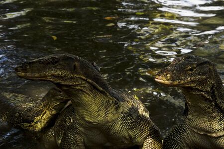 Water monitor  Varanus Salvator  on Tioman island, Johor, Malaysiaの写真素材