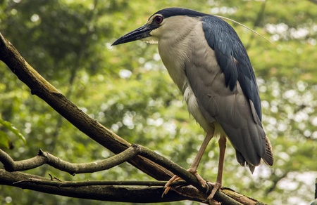 Striated Heron in Kuala Lumpur bird parkの写真素材