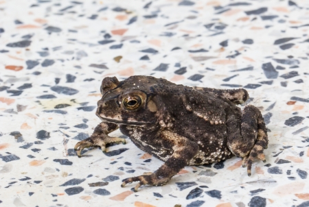 Dark toad sitting on a white marble surfaceの写真素材