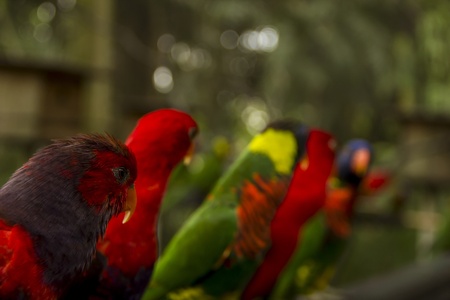 Lories sitting in a row and looking backの写真素材