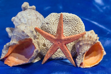 Sea shells with sea star on the blue tissue