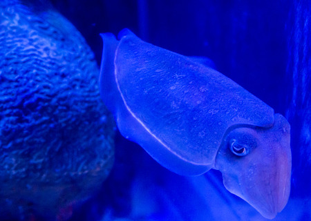 squidの写真素材