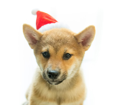 shiba inu puppy with Christmas hatの写真素材