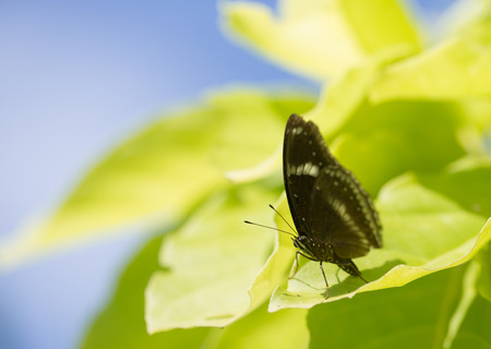 A black butterfly sitting on the light green leafの写真素材