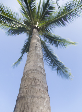 Coconut palm tree - shot from the bottomの写真素材