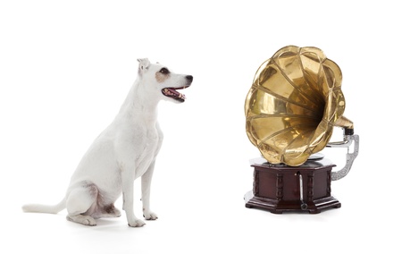 Jack Russell Terrier sitting next to gramophoneの写真素材