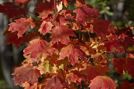 Colorful maple leaves