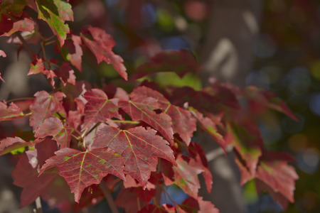 Colorful maple leaves with fall colors