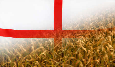 Nutrition food concept corn field in sunny afternoon light merged with fabric flag of England