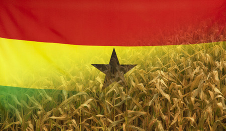 Nutrition food concept corn field in sunny afternoon light merged with fabric flag of Ghana
