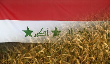 Nutrition food concept corn field in sunny afternoon light merged with fabric flag of Iraq