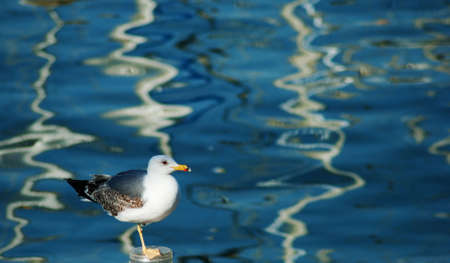 balance in the sea gullの写真素材