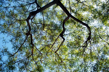crossing branches