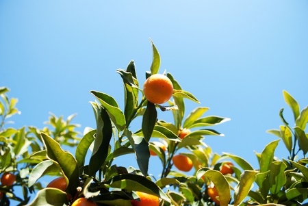 qumquatの写真素材