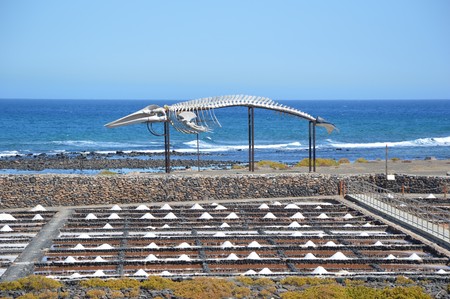 saline with whale skeleton in the backgroundの写真素材