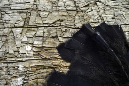Black feathers on a hashed workbenchの写真素材