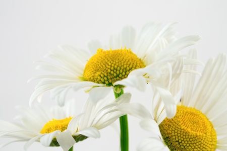 Closeup of three Oxeye Daisy´s / Leucanthemum vulgare