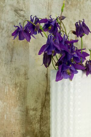 Purple columbine in a white retro vase with wooden backgroundの写真素材