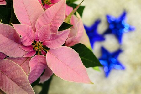 Pink poinsettia Christmas star flower with three blue ornaments in backgroundの写真素材