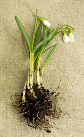 Snowdrops flowers with bulbs and roots on the painted canvas
