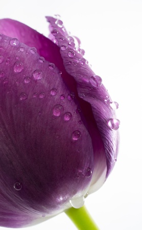 Water droplets on a purple tulipの写真素材