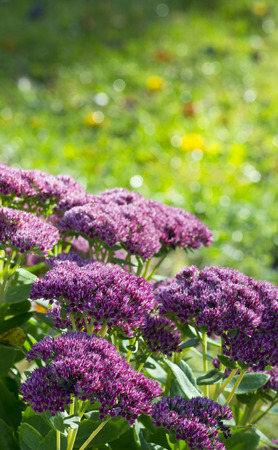 Blooming Orpine  Hylotelephium telephium  plant in the fall with lawn in the background