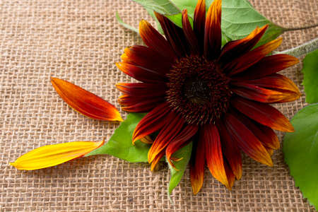 Beautiful red sunflower on burlapの写真素材