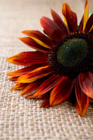 Beautiful red sunflower on burlapの写真素材