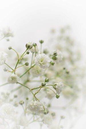 Closeup of a babys breath flower with vignetteの写真素材