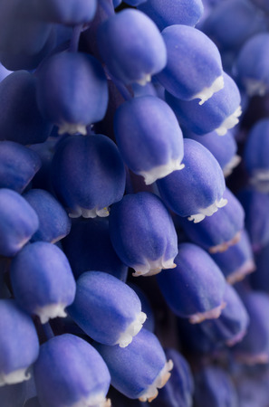 Spring flower blue pearl hyacinth muscari bouquet in vase black backgroundの写真素材