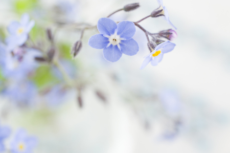 Forget-me-not flower background, horizontal, nice blue color.の写真素材