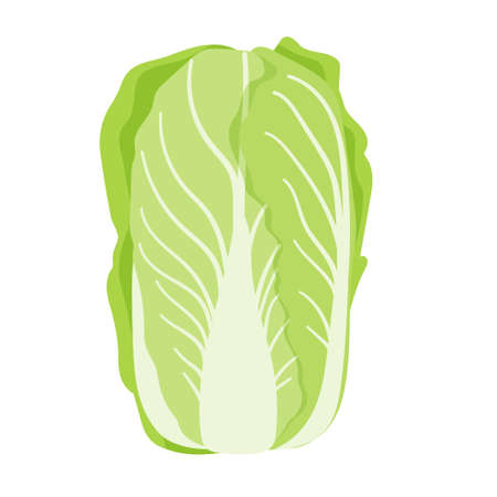 Chinese cabbage.Vector illustration that is easy to edit.のイラスト素材