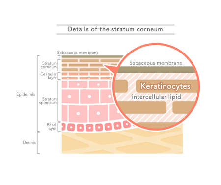 Illustration showing the structure of the stratum corneum.English notation.のイラスト素材