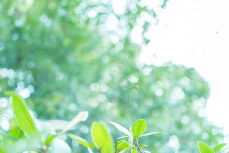 Beautiful tree bokeh material in spring and early summer
