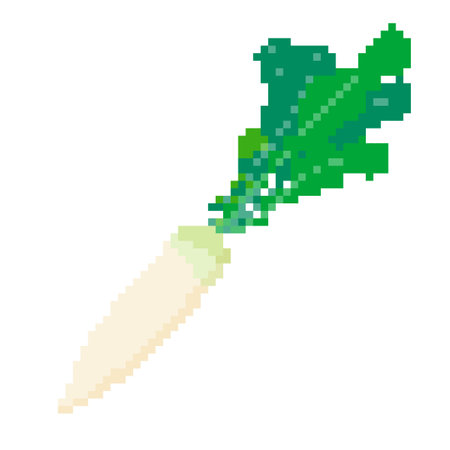 Radish vegetables. It is a vector illustration that is easy to edit.のイラスト素材