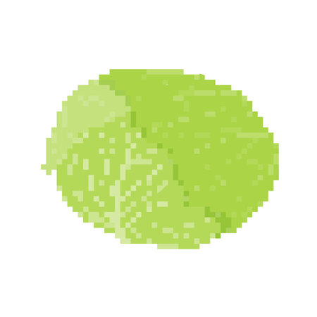 Cabbage vegetables. It is a vector illustration that is easy to edit.のイラスト素材