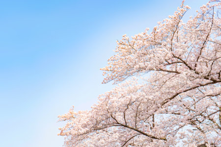 A picturesque scene of cherry blossom branches in full bloom against a clear blue sky, depicting the...