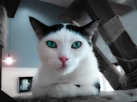 Sophisticated Turquoise Eyed Cat Posing for the Portraitの写真素材