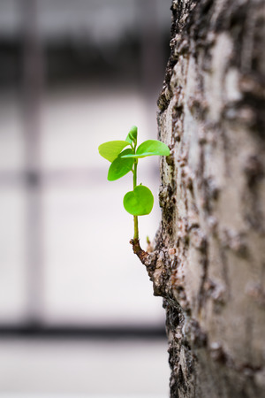 Fresh Baby Branch Sprouting from an Old Treeの写真素材