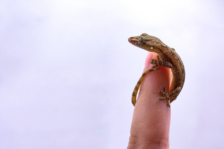 Baby Gecko Climbing up to the Tip of a Fingerの写真素材