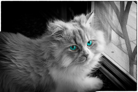 Persian Cat with a Pair of Turquoise Eyes next to the Windowの写真素材