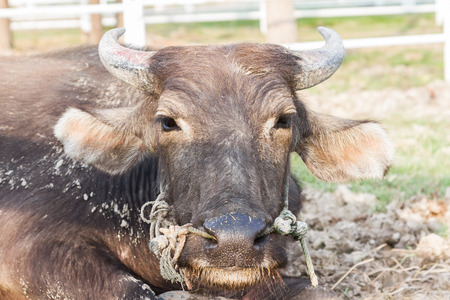 buffalo