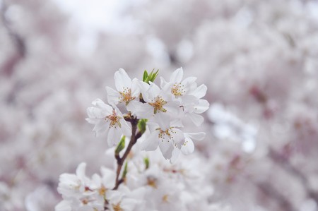Single sakura in full blossomの写真素材