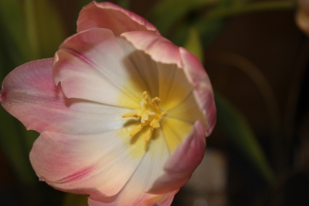 My mothers birthday gift from my father.の写真素材