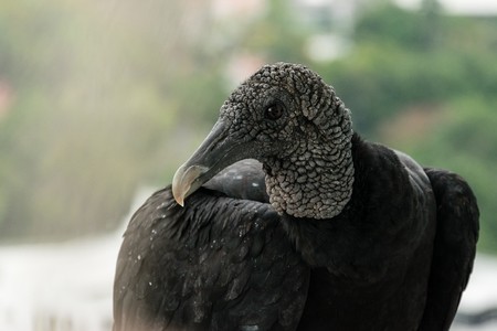 Portrait of black vulture.の写真素材