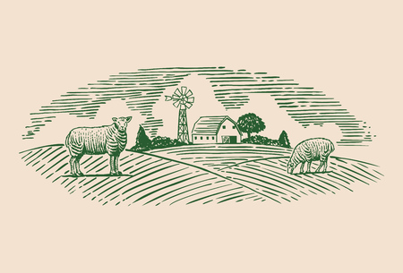 Hand drawn sheep on pasture, vectorのイラスト素材