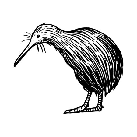 Hand drawn kiwi bird, Native bird o f New Zealand, Vector Illustrationのイラスト素材