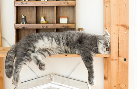 Peaceful gray tabby cat curled up sleeping in the house, on bedの写真素材